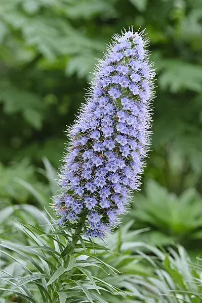 469017 - Pride of Madeira (Echium candicans)