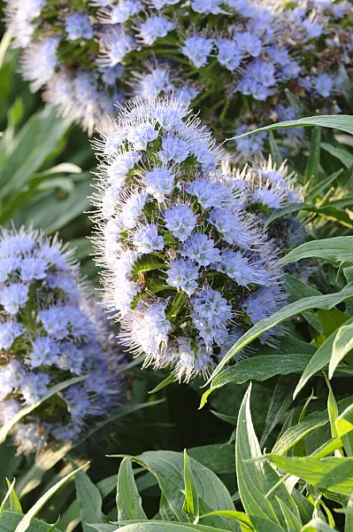 482036 - Pride of Madeira (Echium candicans)