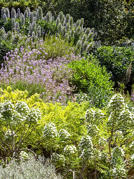 424023 - Pride of Madeira (Echium candicans), viper's bugloss (Echium aculeatum) and wallflower (Erysimum bicolor)