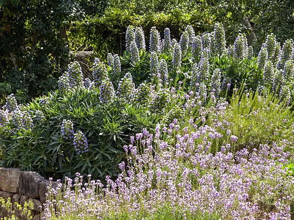 424024 - Pride of Madeira (Echium candicans), viper's bugloss (Echium aculeatum) and wallflower (Erysimum bicolor)