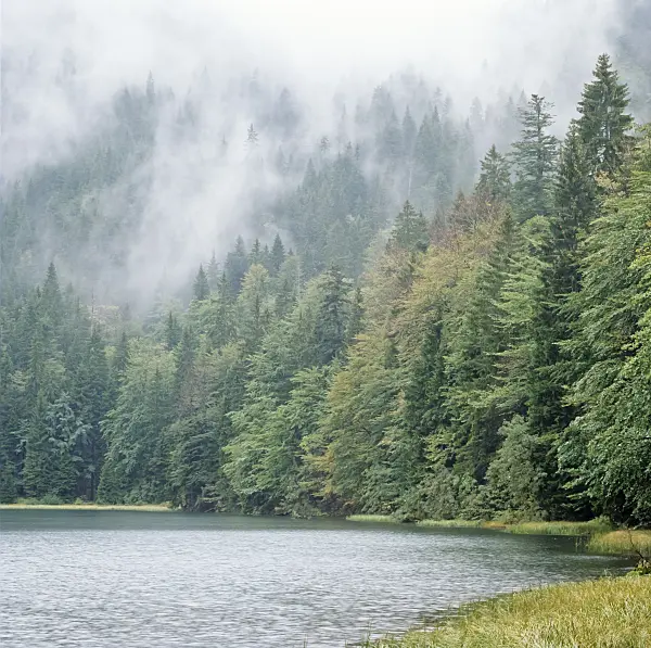 237008 - Primeval forest at Lake Rachelsee, Bavarian Forest National Park, Germany