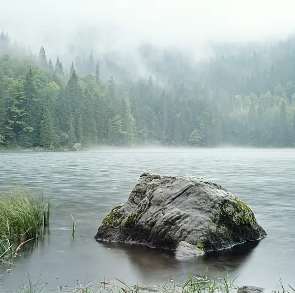 249005 - Primeval forest at the Rachelsee, Bavarian Forest National Park, Germany