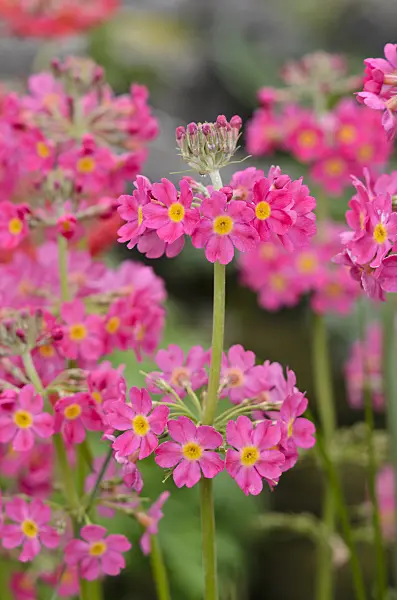 533554 - Primevère à étages (Primula x bullesiana)