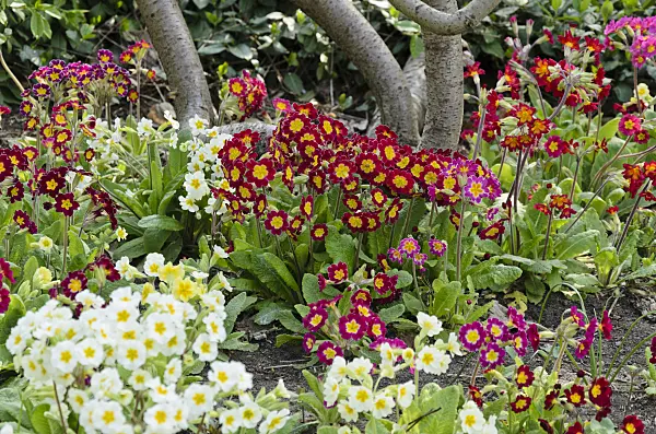 531038 - Primevère des bois (Primula elatior)