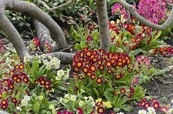 531039 - Primevère des bois (Primula elatior)