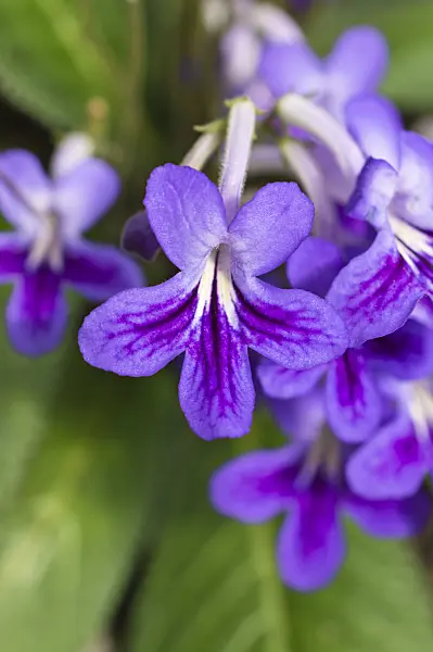 512025 - Primevère du Cap (Streptocarpus)