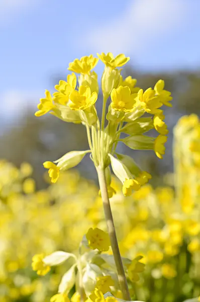 507033 - Primevère officinale (Primula veris)