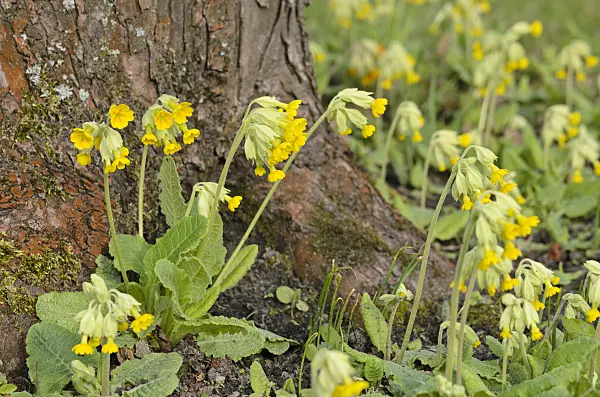 519170 - Primevère officinale (Primula veris)