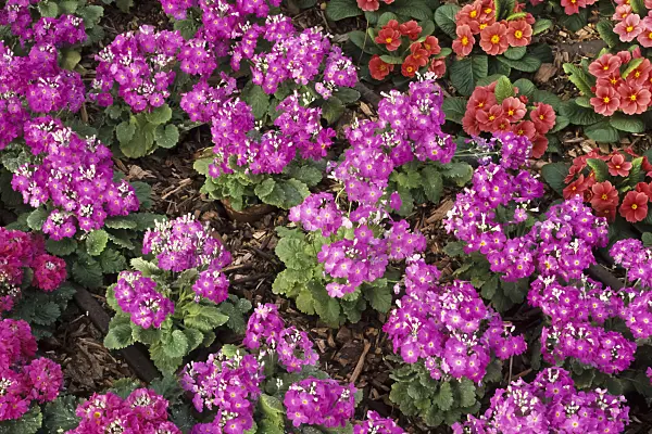 375006 - Primrose (Primula)