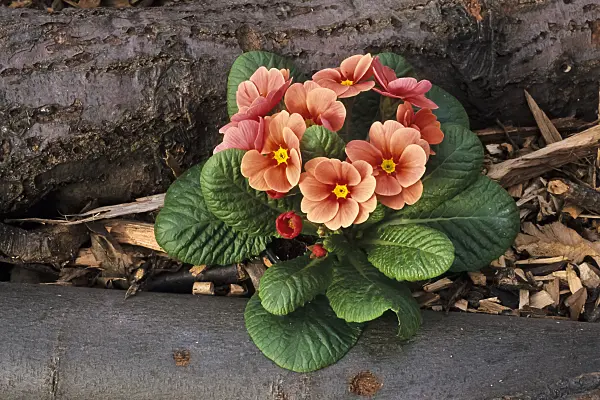 375007 - Primrose (Primula)