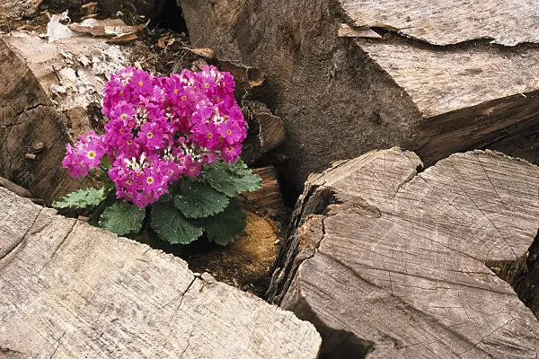 375008 - Primrose (Primula)