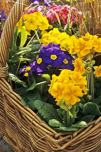 387021 - Primrose (Primula)