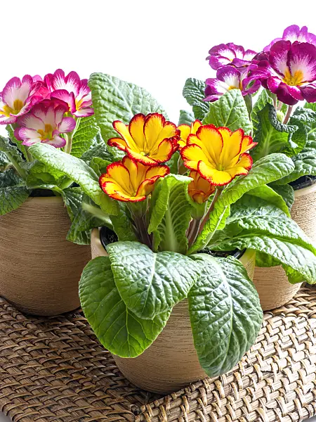433024 - Primrose (Primula)