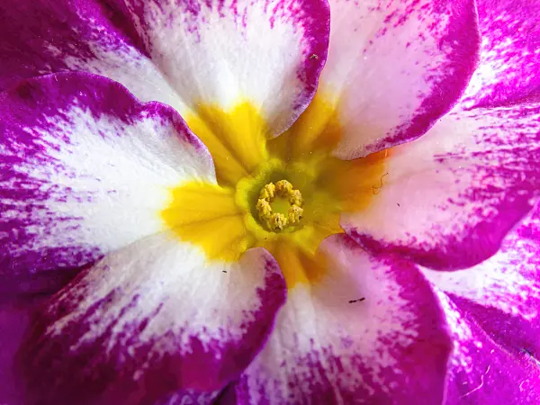 433064 - Primrose (Primula)