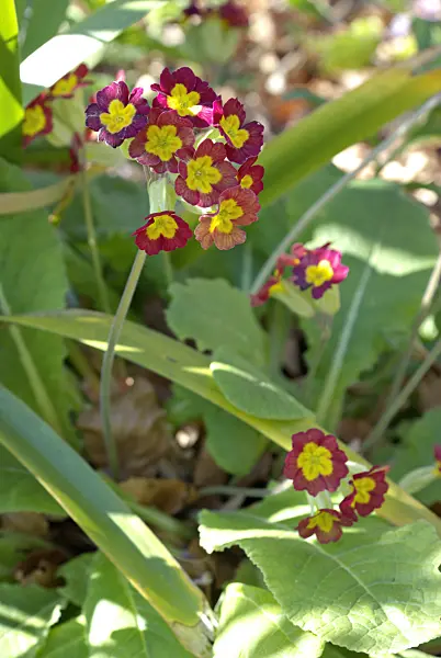 452126 - Primrose (Primula)