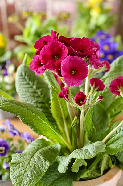 483086 - Primrose (Primula)