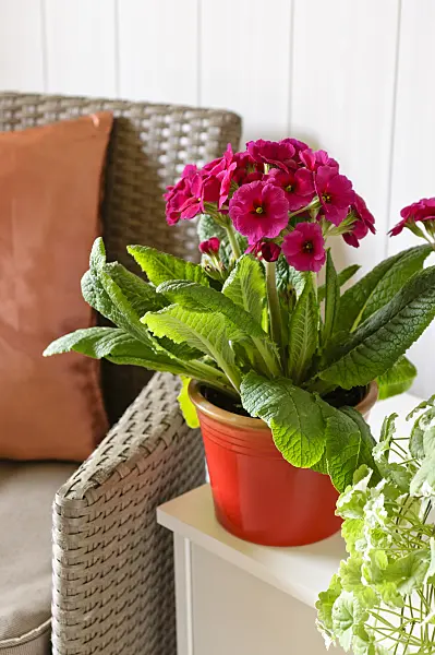 483117 - Primrose (Primula)