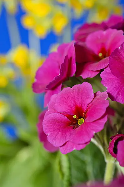 483121 - Primrose (Primula)
