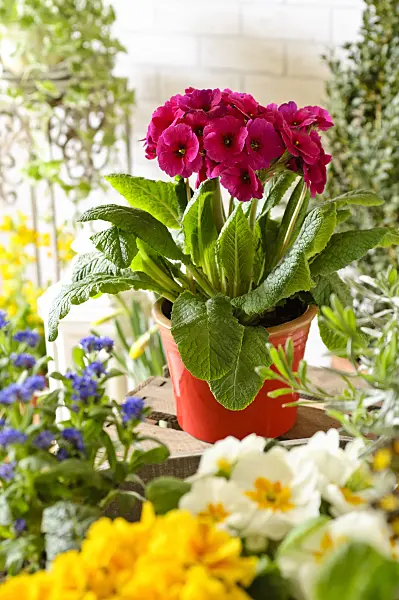 483165 - Primrose (Primula)