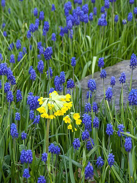 437134 - Primrose (Primula) and common grape hyacinth (Muscari neglectum)
