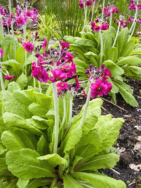 401168 - Primrose (Primula burmanica)