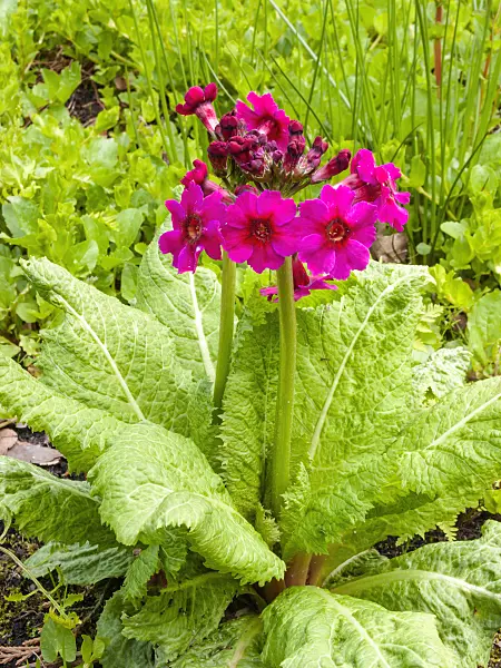 401169 - Primrose (Primula burmanica)