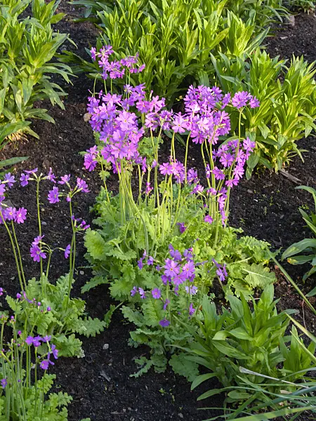 400157 - Primrose (Primula cortusoides)