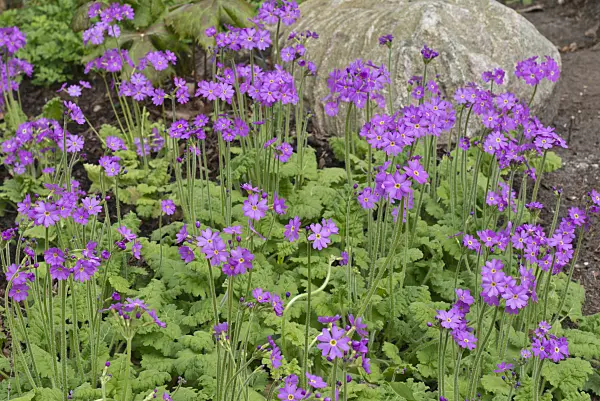 570023 - Primrose (Primula cortusoides)