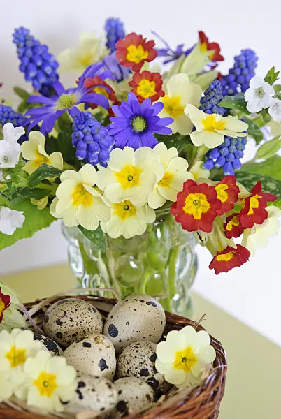 465097 - Primrose (Primula), grape hyacinth (Muscari), Grecian windflower (Anemone blanda) and Bethlehem sage (Pulmonaria saccharata 'Sissinghurst White')