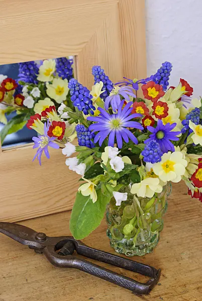 465098 - Primrose (Primula), grape hyacinth (Muscari), Grecian windflower (Anemone blanda) and Bethlehem sage (Pulmonaria saccharata 'Sissinghurst White')