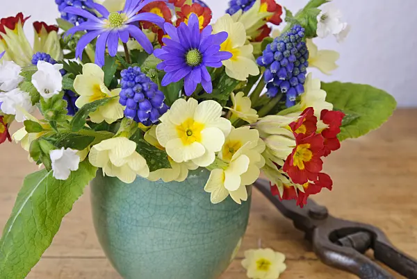 465099 - Primrose (Primula), grape hyacinth (Muscari), Grecian windflower (Anemone blanda) and Bethlehem sage (Pulmonaria saccharata 'Sissinghurst White')