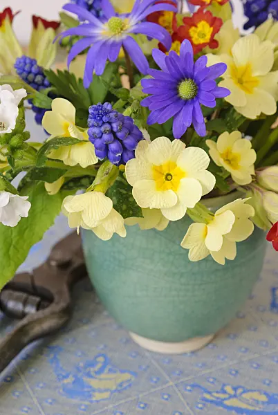 465100 - Primrose (Primula), grape hyacinth (Muscari), Grecian windflower (Anemone blanda) and Bethlehem sage (Pulmonaria saccharata 'Sissinghurst White')
