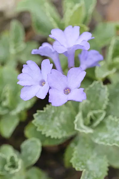 471090 - Primrose (Primula marginata)