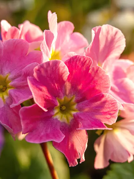 442102 - Primrose (Primula obconica)