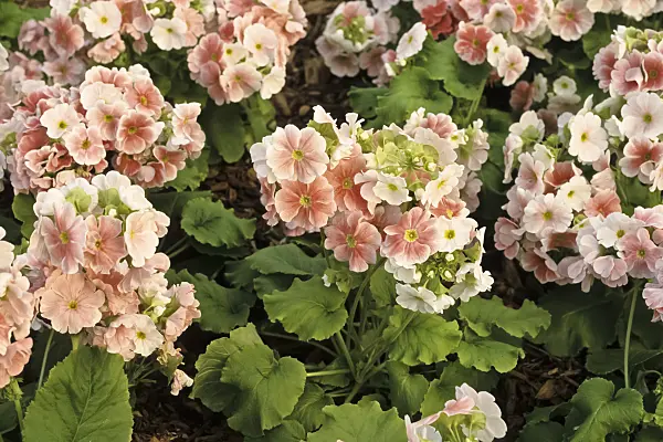 387023 - Primrose (Primula obconica 'Twilly Salmon Spring')
