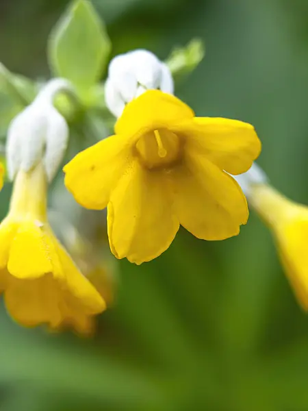 446017 - Primrose (Primula palinuri)