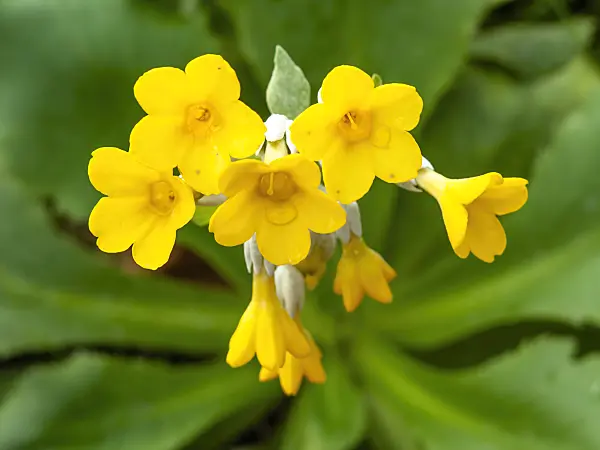 446022 - Primrose (Primula palinuri)