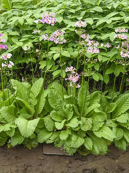 426088 - Primrose (Primula spec.)