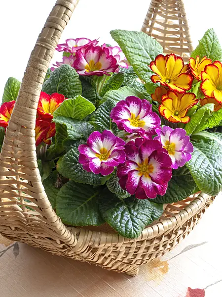 433027 - Primroses (Primula)