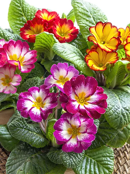 433056 - Primroses (Primula)
