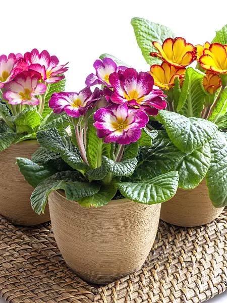 433058 - Primroses (Primula)