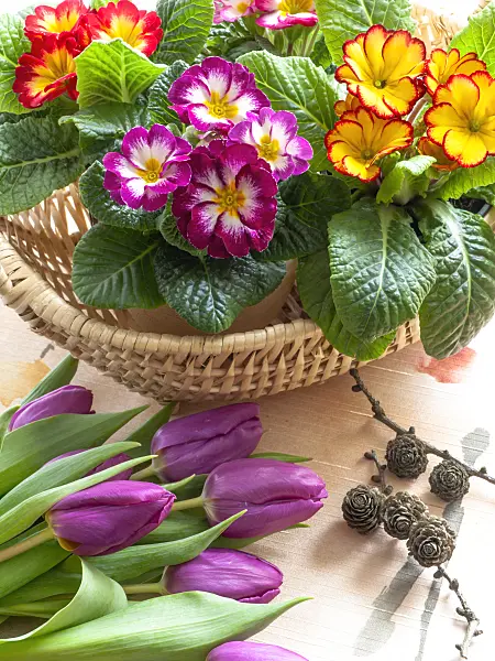 433025 - Primroses (Primula) and tulips (Tulipa)