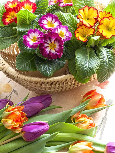 433026 - Primroses (Primula) and tulips (Tulipa)