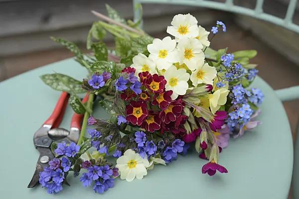 554038 - Primroses (Primula), lungworts (Pulmonaria) and forget-me-nots (Myosotis)