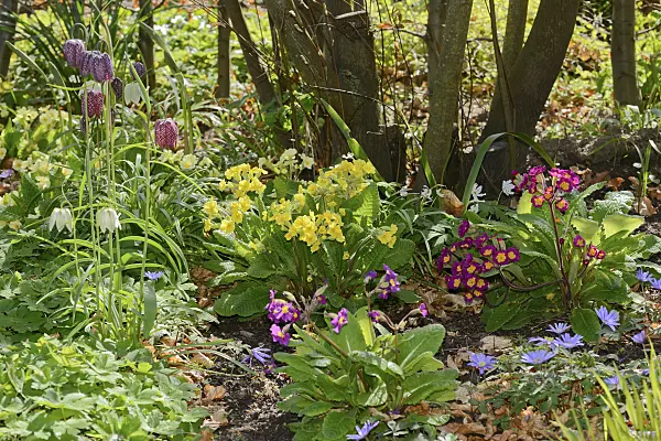 554039 - Primroses (Primula), snake's head (Fritillaria meleagris) and Grecian windflower (Anemone blanda)