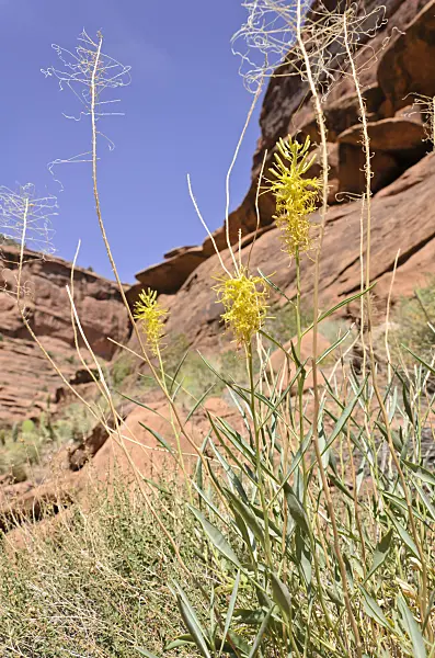 508323 - Prince's plume (Stanleya pinnata), Hunters Canyon, Utah, USA