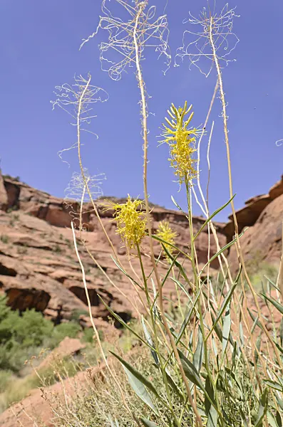 508324 - Prince's plume (Stanleya pinnata), Hunters Canyon, Utah, USA
