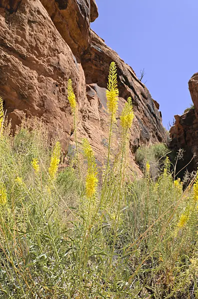 508329 - Prince's plume (Stanleya pinnata), Hunters Canyon, Utah, USA
