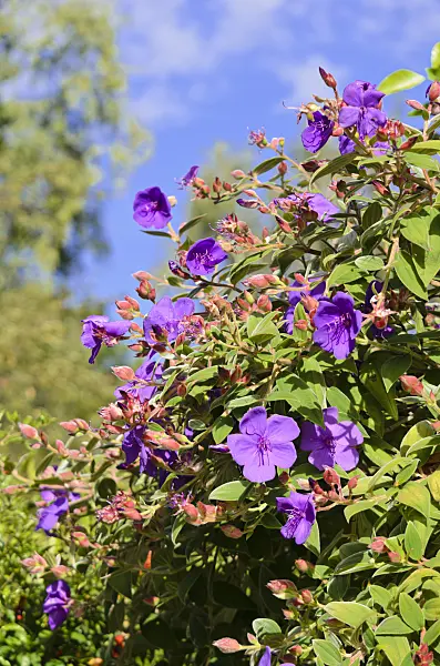572079 - Princess flower (Tibouchina urvilleana)