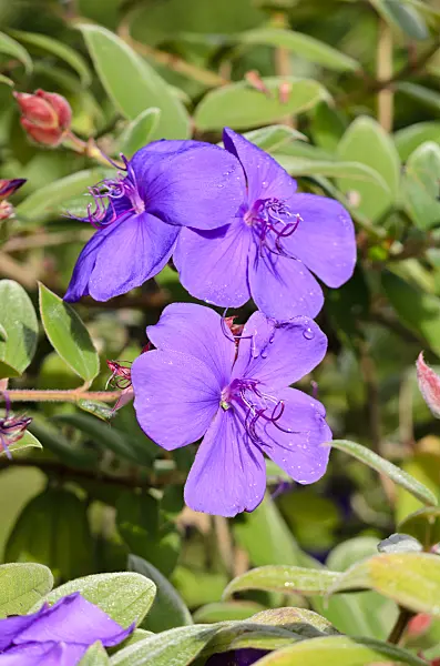 572080 - Princess flower (Tibouchina urvilleana)